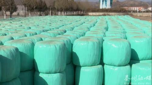 秦州多措并舉保障畜牧養殖場安全越冬 備足飼料、加固圈舍、穩供銷售