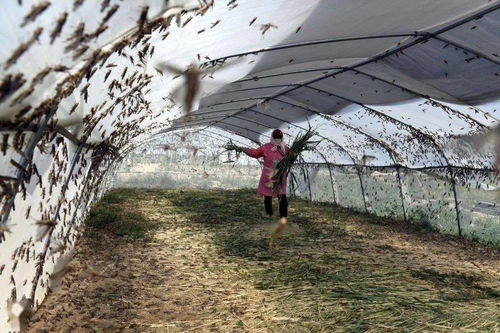 山東樂陵 螞蚱養殖助脫貧，畜牧漁業飼料銷售創新篇